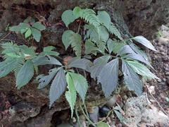 Elatostema acuteserratum