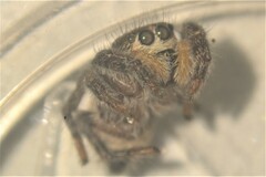 Pellenes tripunctatus