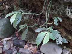 Elatostema acuteserratum