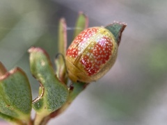 Paropsisterna fastidiosa