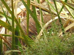 Tachyglossus aculeatus setosus