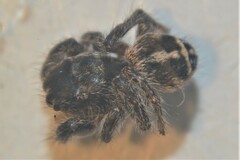 Pellenes tripunctatus