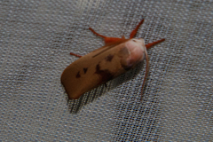 Cryptophasa rubescens