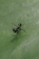 Odontomantis