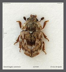 Xenostrongylus canariensis