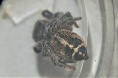 Pellenes tripunctatus