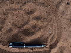 Panthera pardus fusca