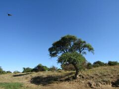 Prosopis caldenia