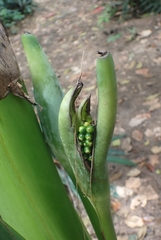 Alocasia macrorrhizos