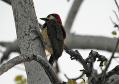 Colaptes punctigula