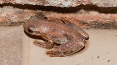 Litoria balatus