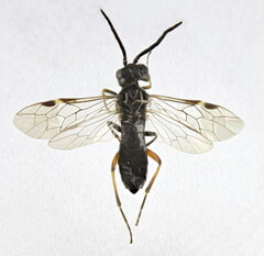 Allantus didymus