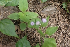 Praxelis clematidea