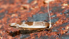 Stathmopoda megathyma