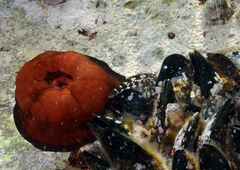 Coryphoblennius galerita