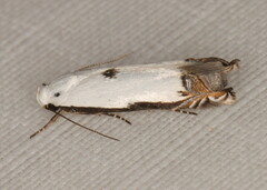 Polyhymno chionarcha