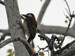 Colaptes punctigula