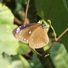 Euploea tulliolus koxinga