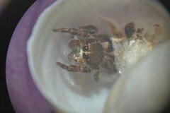 Pellenes tripunctatus