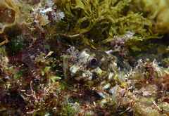 Lipophrys trigloides