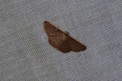 Idaea inversata