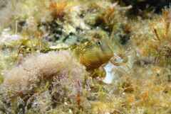 Microlipophrys canevae