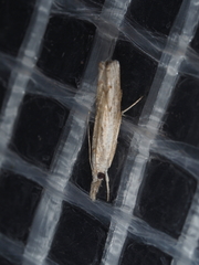 Culladia cuneiferellus