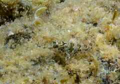 Parablennius incognitus