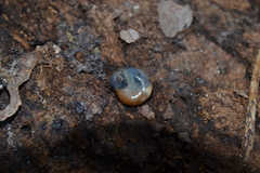 Morlina glabra
