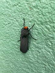 Ctenucha