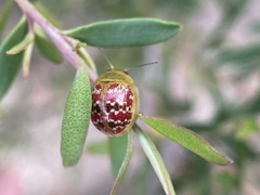 Paropsis minor