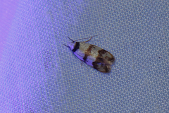 Chezala brachypepla