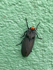 Ctenucha