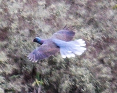 Columba junoniae