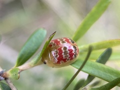 Paropsis minor