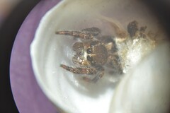 Pellenes tripunctatus