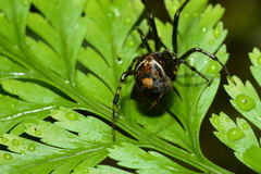 Parasteatoda