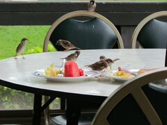Passer montanus malaccensis