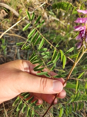 Indigofera pratensis