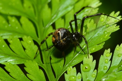 Parasteatoda