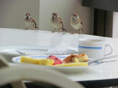 Passer montanus malaccensis