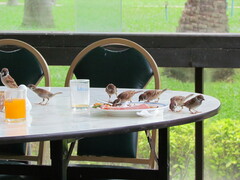 Passer montanus malaccensis