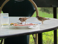 Passer montanus malaccensis