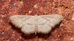 Scopula hypochra