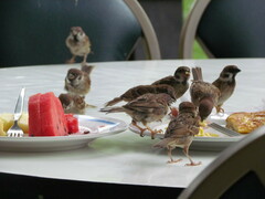 Passer montanus malaccensis