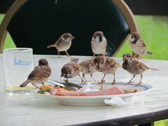 Passer montanus malaccensis