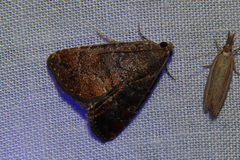Amyna axis