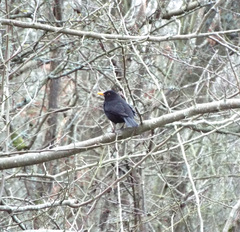 Turdus merula