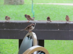 Passer montanus malaccensis