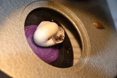 Pellenes tripunctatus